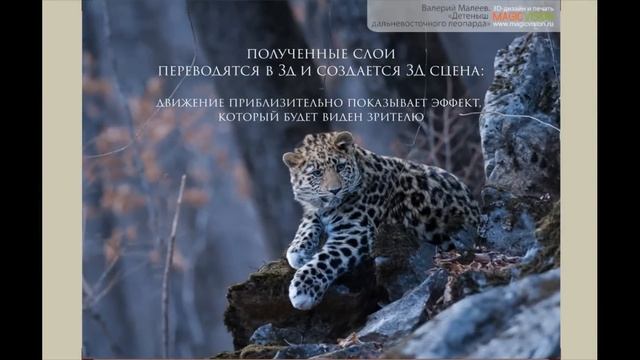 3D постер стерео варио Детеныш дальневосточного леопарда фото В.Малеева_печать MagicVision_Ru
