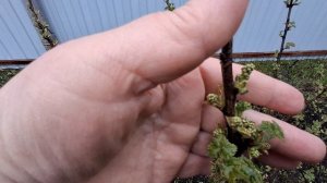 ОБЗОР САДА НА 18 АПРЕЛЯ 2026 ГОДА/ПОХОЛОДАЛО