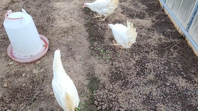 Купили новых кур