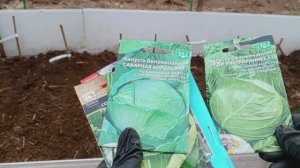 Посадка КАПУСТЫ 🥬 на РАССАДУ