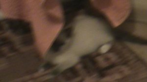 20)ДОМА КУЗЯ