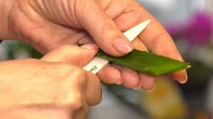 Алоэ 🌿 — это уникальное средство, способное очищать клетки 🧬 и восстанавливать иммунитет 💪.