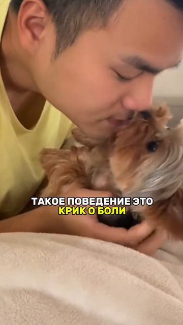 Так собака облегчает боль
Помоги ей и начни чистить зубки 👉 Зубная  паста #WW289331