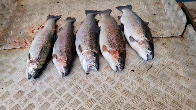 итоговый улов форели