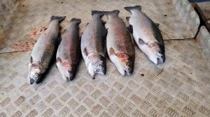 итоговый улов форели