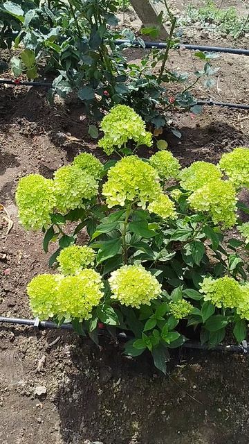 Метельчатая гортензия Литл Лайм.