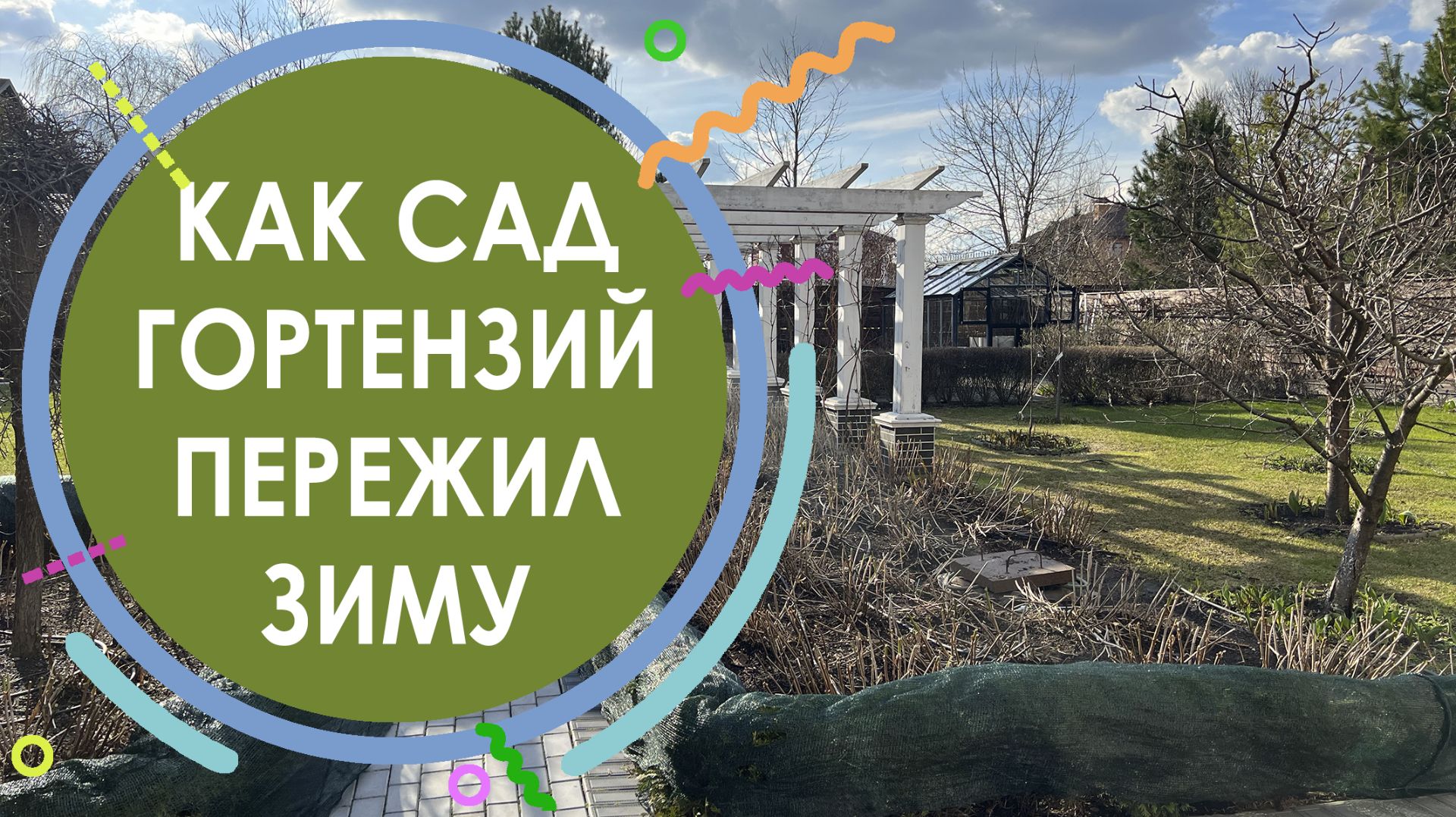 КАК САД ГОРТЕНЗИЙ ПЕРЕЖИЛ ЗИМУ