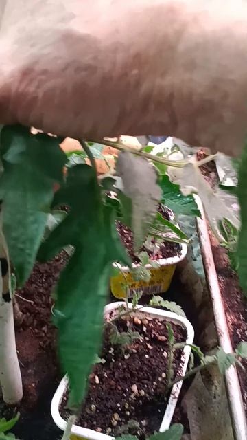 Пасынки.Сам десять