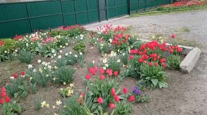 Вечереет, а я пошла в Пятёрку.