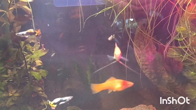 релакс для души! подводный мир, мой аквариум 🐠петушок король 👑