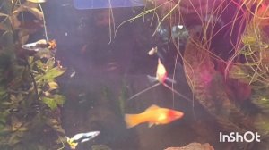 релакс для души! подводный мир, мой аквариум 🐠петушок король 👑