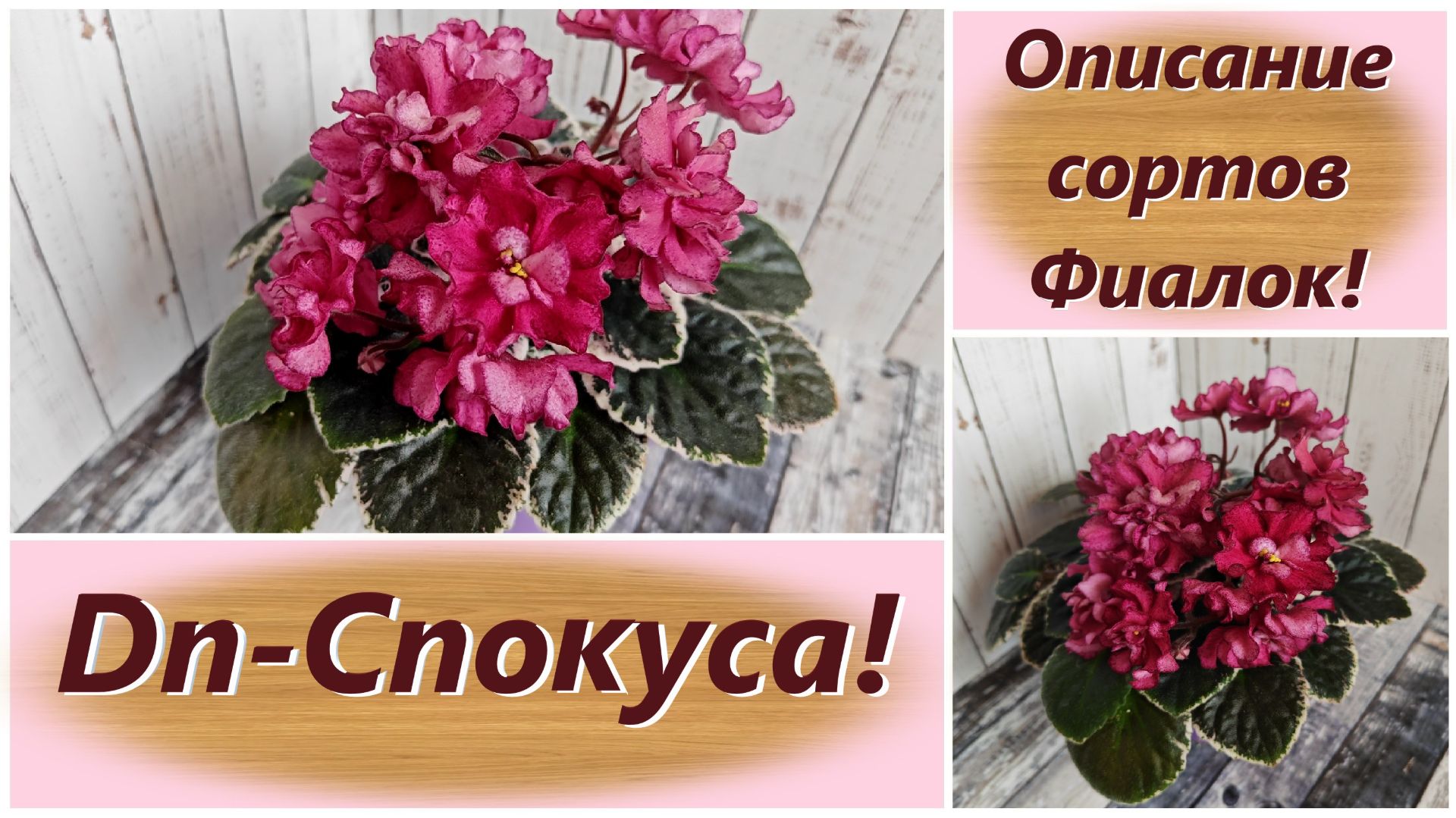 Описание сортов Фиалок! Dn-Спокуса!