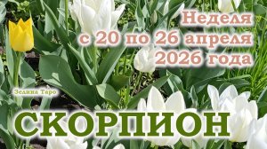 СКОРПИОН | ТАРО прогноз на неделю с 20 по 26 апреля 2026 года
