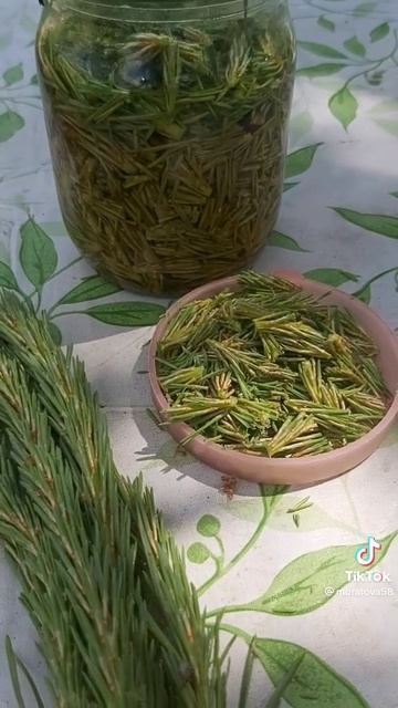 Волшебная сила сосны и ели