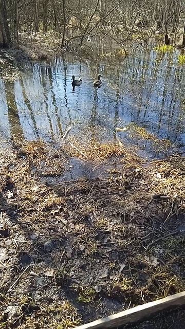 Такса Алиса с другом на охоте🏹