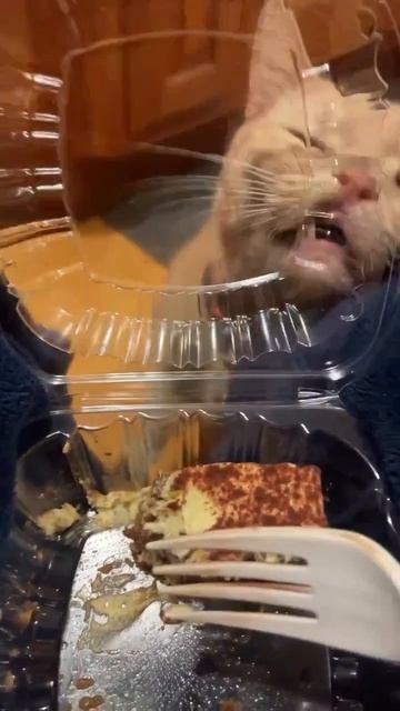 Как дайвер смотрит на акулу, которая кружит вокруг клетки с ним.