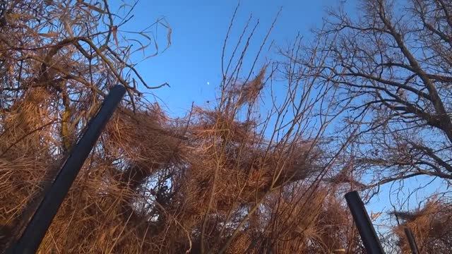 ОХОТА НА ГУСЯ 2026