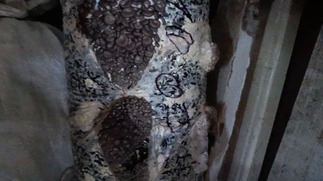 Грибные  мешки начинают плодоносить