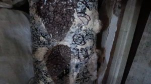 Грибные  мешки начинают плодоносить