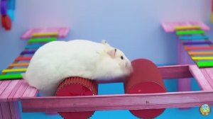 Приключение хомячка в красочном лабиринте - миссия: убежать от плохих игрушек! часть 12