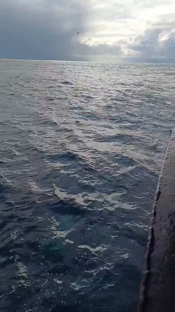 В Охотском море прибыла стая краснокнижных сивучей. Видео