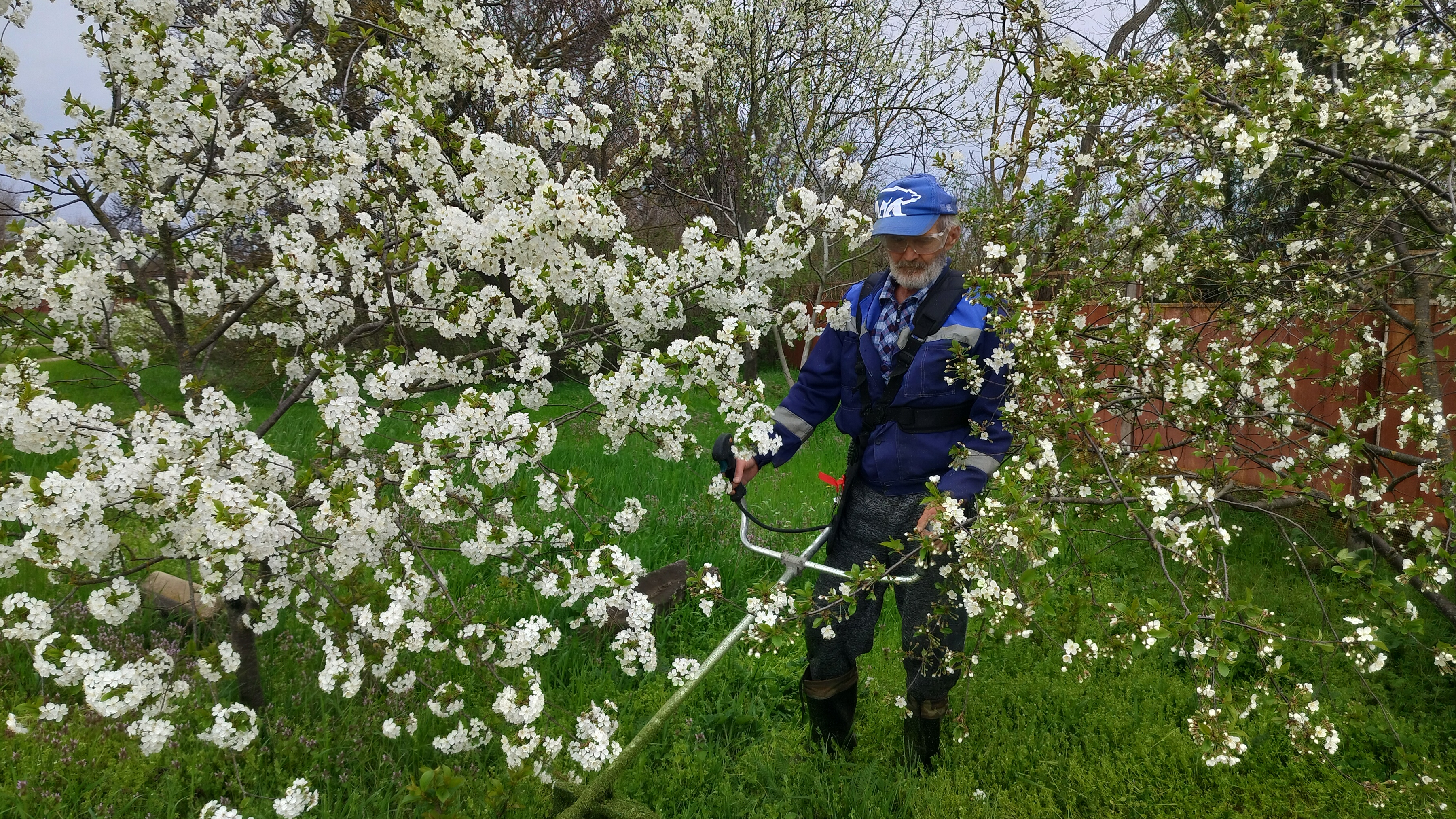 Коси коса. Зелёное море. Жизнь станичная на пенсии.