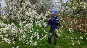 Коси коса. Зелёное море. Жизнь станичная на пенсии.