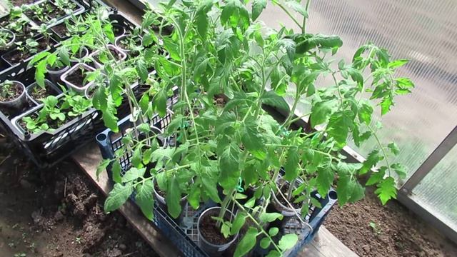 Рассада томатов первый день на закаливании в теплице:обзор