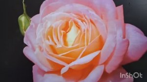 Мой рацион одного дня. Моё вязание.Обзор в Глобусе