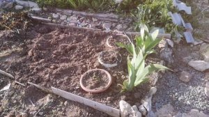 Страсти про мяту. Пересадка