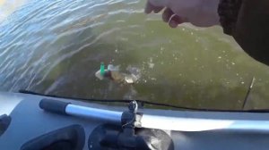 СКОЛЬКО ЖЕ ИХ ТУТ_ нарвался на стаю с жором