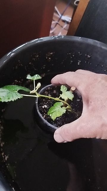 Полив виноградника