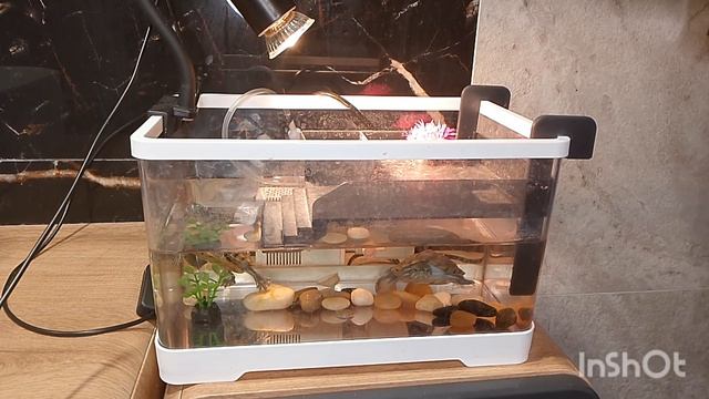 почему стоит заводить красноухих черепах