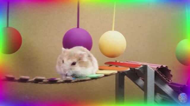 От начала и до конца: приключение отважного хомячка побег из лабиринта! часть 1