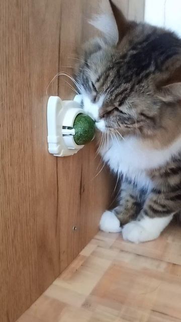 Три кошки и котята, всем нужна кошачья мята!