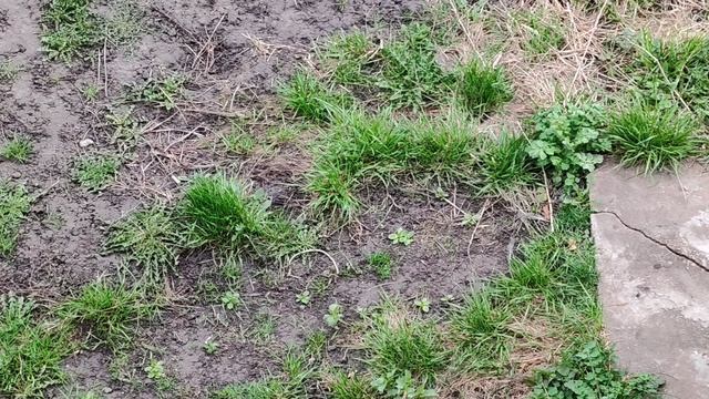 весной трава зеленеет в деревне