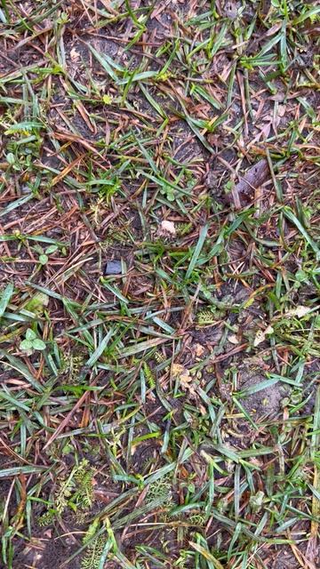 Гигантский паук в Калуге