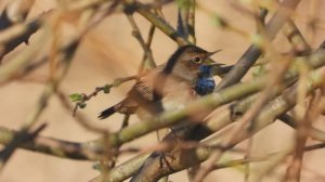Варакушка, бёрдвотчинг, прилёт птиц  в Новгородской области, 18 апреля 2026
