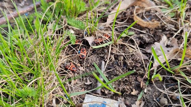 жуки бегают в деревне по траве