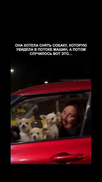 Видео от Департамент Вирусного Контента | ДВК