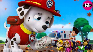 Щенячий патруль и Маршалл. Залипательное видео. Мультфильм для детей и малышей. Анимация 417