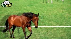 Watch'em Fall Sabre Dance PushBaby Official