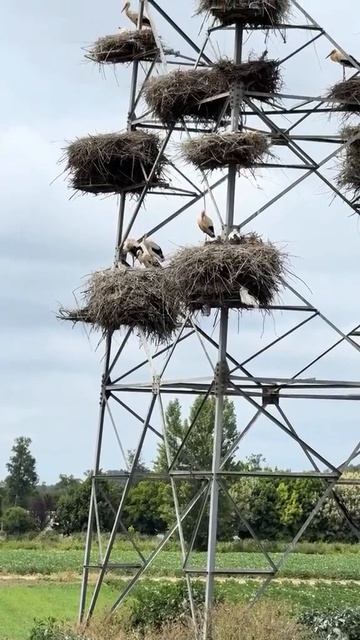 VID_20260417_131720_071.mp4