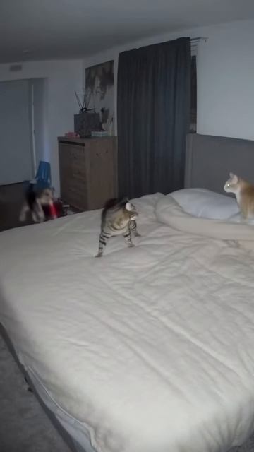 Собаки будят котов