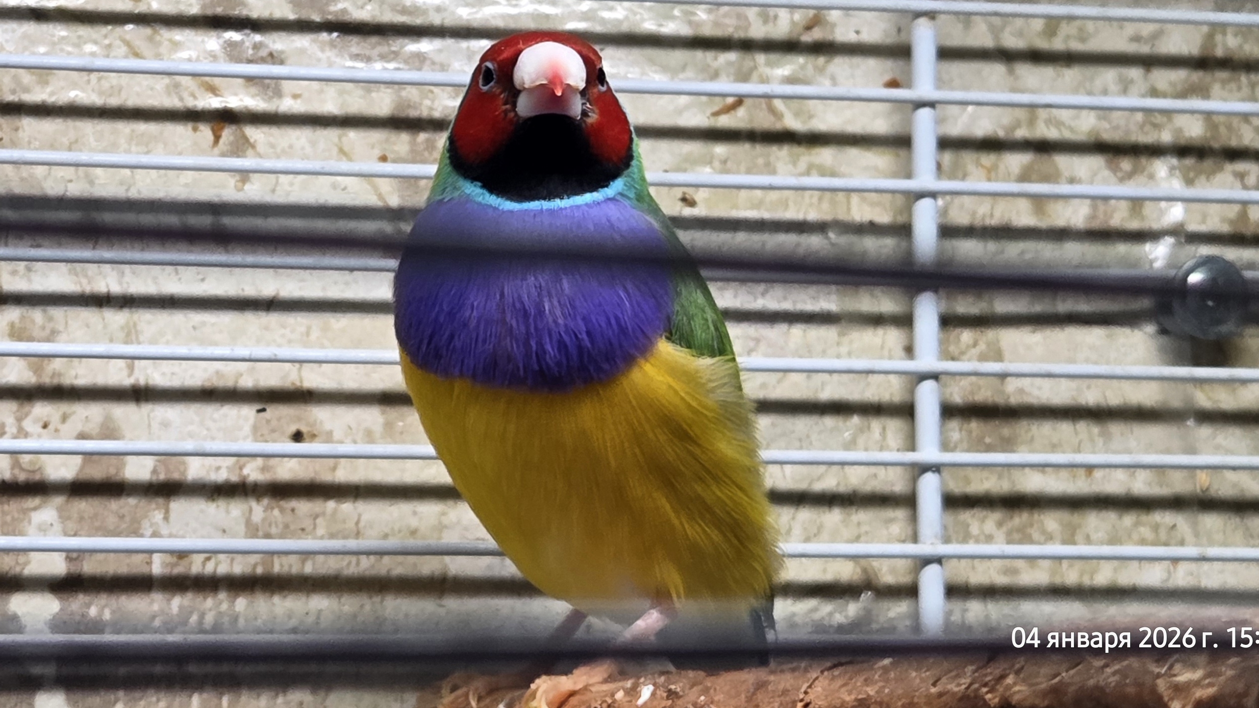 Амвдины Гульда. Экзотика