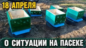 18 апреля. О ситуации на пасеке