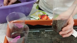 посев томатов без пикировки и вытягивания рассады
#ясПартнером_1этап