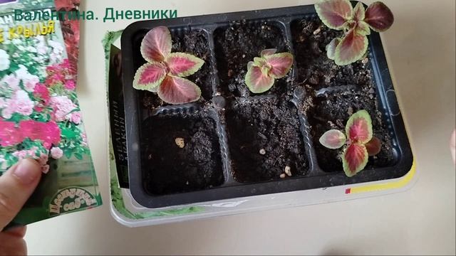 Колеусы растут. Розы всходить не собираются.