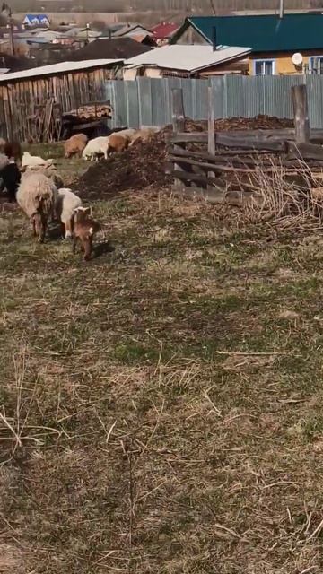 Сельская идиллия. 🤗.mp4