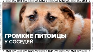 Москвичи начали жаловаться на лающих соседских собак - Москва 24